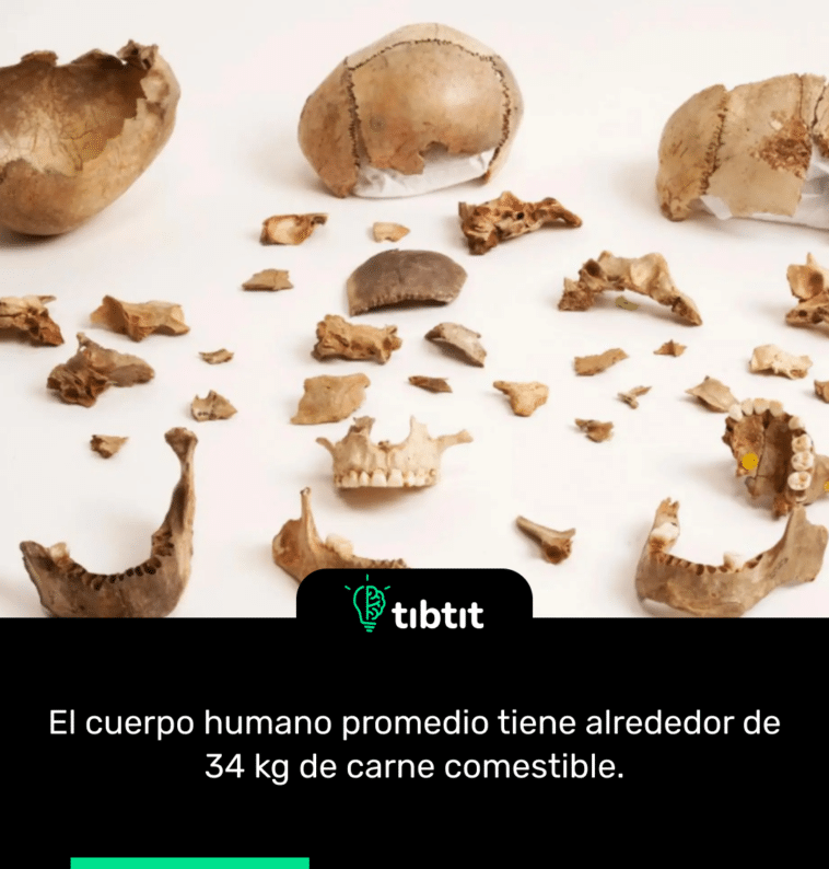 El cuerpo humano promedio tiene alrededor de 34 kg de carne comestible.