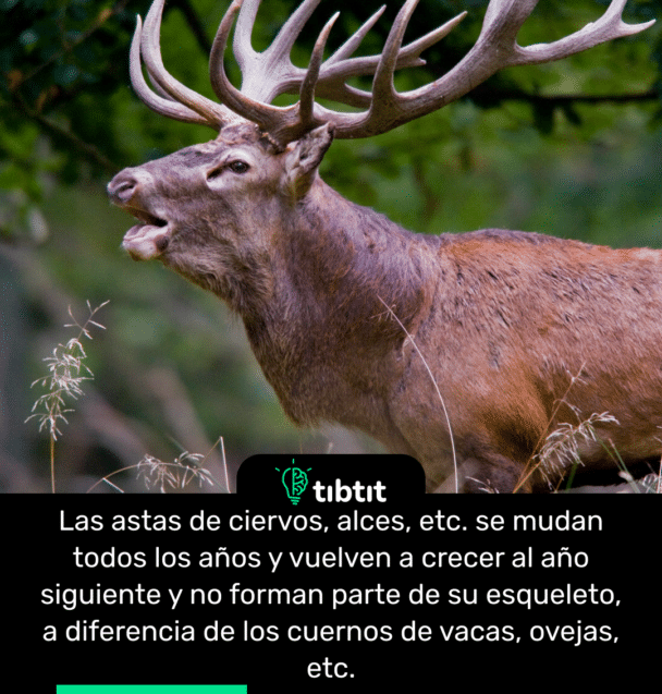 Las astas de ciervos, alces, etc. se mudan todos los años y vuelven a crecer al año siguiente y no forman parte de su esqueleto, a diferencia de los cuernos de vacas, ovejas, etc.
