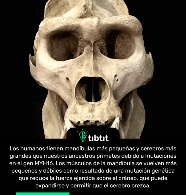 Los humanos tienen mandíbulas más pequeñas y cerebros más grandes que nuestros ancestros primates debido a mutaciones en el gen MYH16. Los músculos de la mandíbula se vuelven más pequeños y débiles como resultado de una mutación genética que reduce la fuerza ejercida sobre el cráneo, que puede expandirse y permitir que el cerebro crezca.