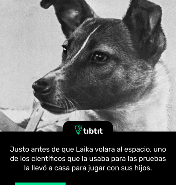 Justo antes de que Laika volara al espacio, uno de los científicos que la usaba para las pruebas la llevó a casa para jugar con sus hijos.