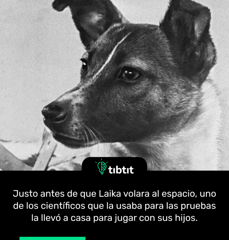 Justo antes de que Laika volara al espacio, uno de los científicos que la usaba para las pruebas la llevó a casa para jugar con sus hijos.