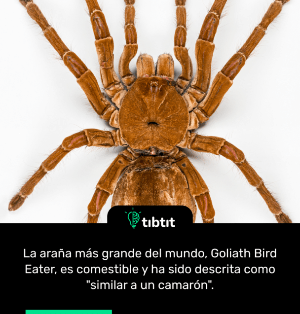 La araña más grande del mundo, Goliath Bird Eater, es comestible y ha sido descrita como "similar a un camarón".