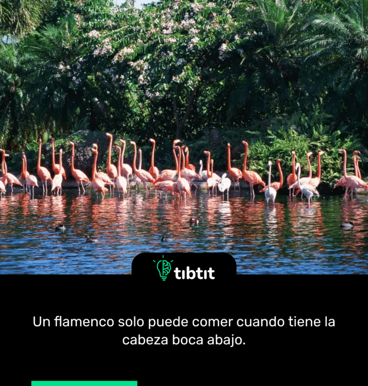 Un flamenco solo puede comer cuando tiene la cabeza boca abajo.