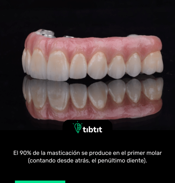 El 90% de la masticación se produce en el primer molar (contando desde atrás, el penúltimo diente).