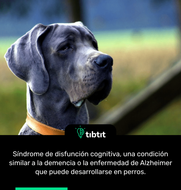 Síndrome de disfunción cognitiva, una condición similar a la demencia o la enfermedad de Alzheimer que puede desarrollarse en perros.