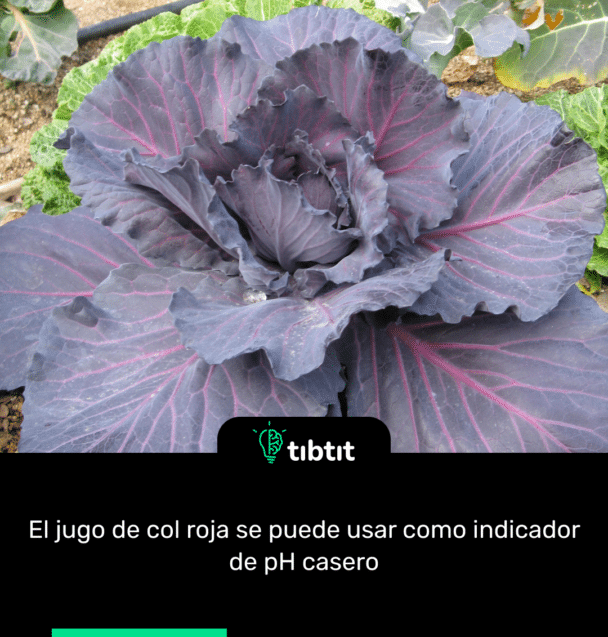 El jugo de col roja se puede usar como indicador de pH casero