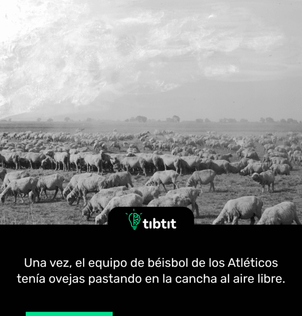 Una vez, el equipo de béisbol de los Atléticos tenía ovejas pastando en la cancha al aire libre.