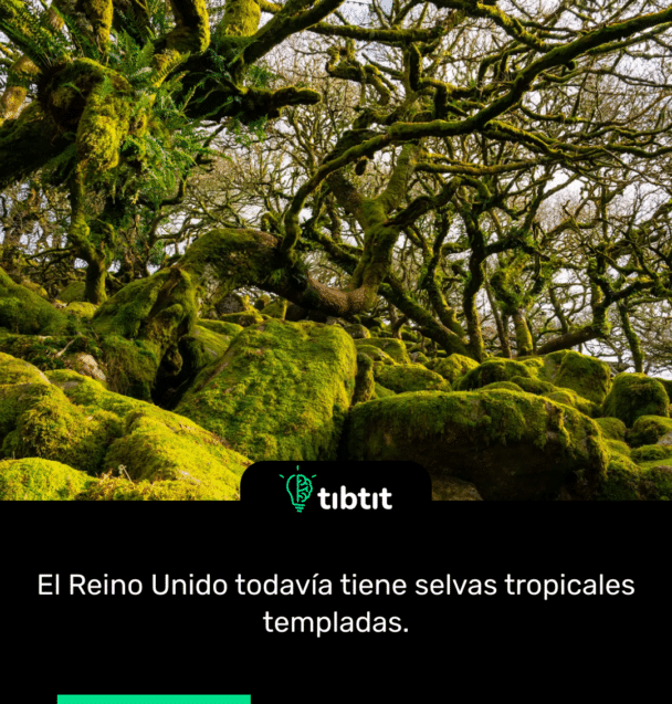 El Reino Unido todavía tiene selvas tropicales templadas.