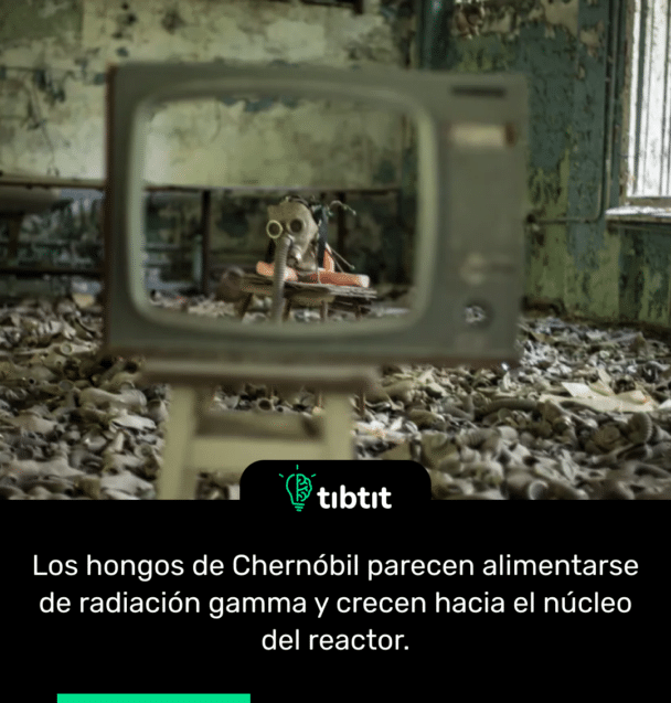 Los hongos de Chernóbil parecen alimentarse de radiación gamma y crecen hacia el núcleo del reactor.