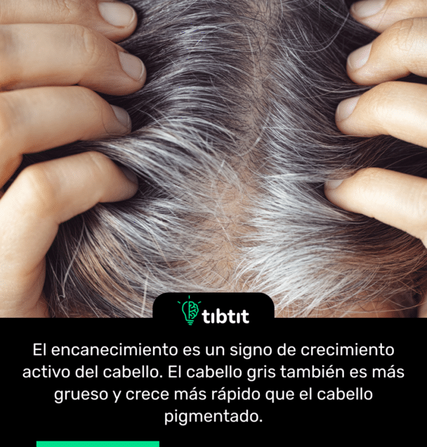 El encanecimiento es un signo de crecimiento activo del cabello. El cabello gris también es más grueso y crece más rápido que el cabello pigmentado.