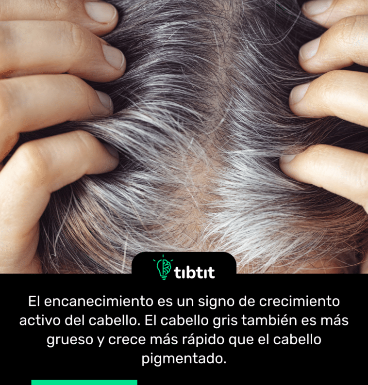 El encanecimiento es un signo de crecimiento activo del cabello. El cabello gris también es más grueso y crece más rápido que el cabello pigmentado.