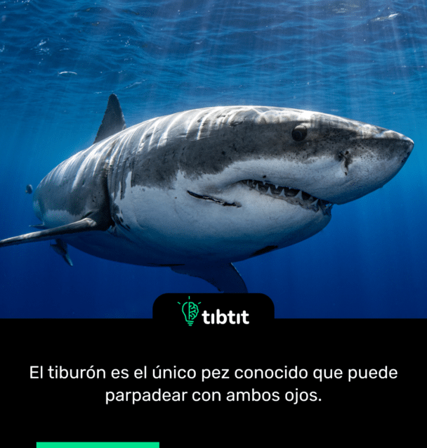 El tiburón es el único pez conocido que puede parpadear con ambos ojos.