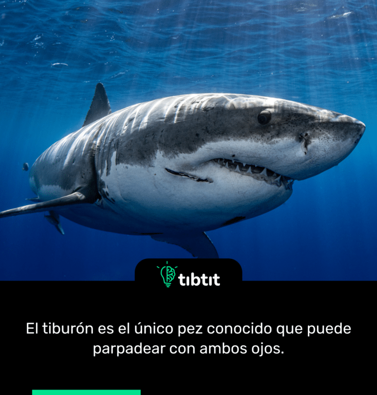 El tiburón es el único pez conocido que puede parpadear con ambos ojos.
