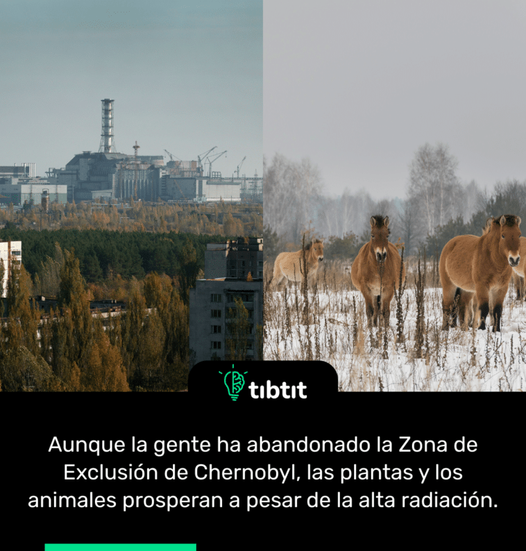 Aunque la gente ha abandonado la Zona de Exclusión de Chernobyl, las plantas y los animales prosperan a pesar de la alta radiación.