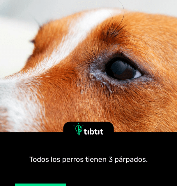 Todos los perros tienen 3 párpados.