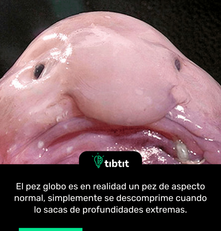 El pez globo es en realidad un pez de aspecto normal, simplemente se descomprime cuando lo sacas de profundidades extremas.