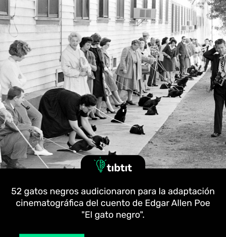 52 gatos negros audicionaron para la adaptación cinematográfica del cuento de Edgar Allen Poe "El gato negro".