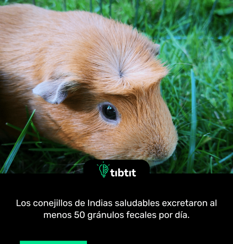 Los conejillos de Indias saludables excretaron al menos 50 gránulos fecales por día.