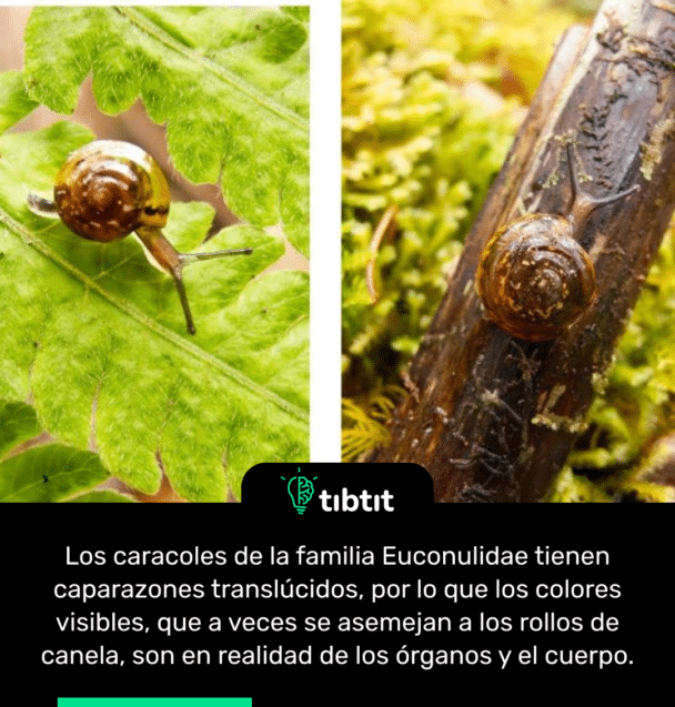 Los caracoles de la familia Euconulidae tienen caparazones translúcidos, por lo que los colores visibles, que a veces se asemejan a los rollos de canela, son en realidad de los órganos y el cuerpo.