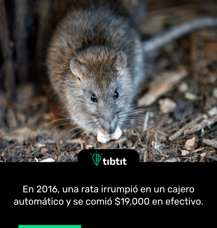 En 2016, una rata irrumpió en un cajero automático y se comió $19,000 en efectivo.