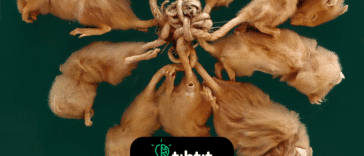 El rey rata, una colección de ratas que tienen las colas entrelazadas y no se pueden separar. Algo similar se ha observado en las ardillas.