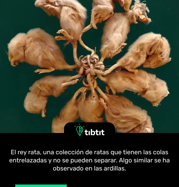 El rey rata, una colección de ratas que tienen las colas entrelazadas y no se pueden separar. Algo similar se ha observado en las ardillas.
