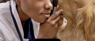 Datos de los veterinarios