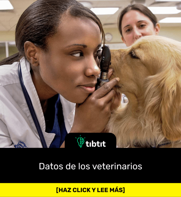 Datos de los veterinarios