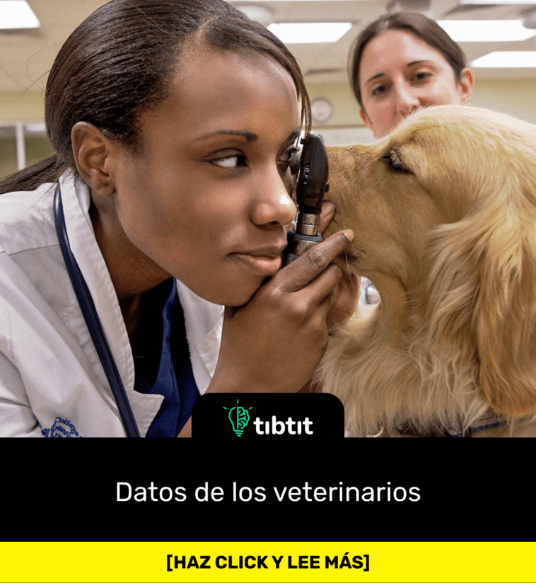 Datos de los veterinarios