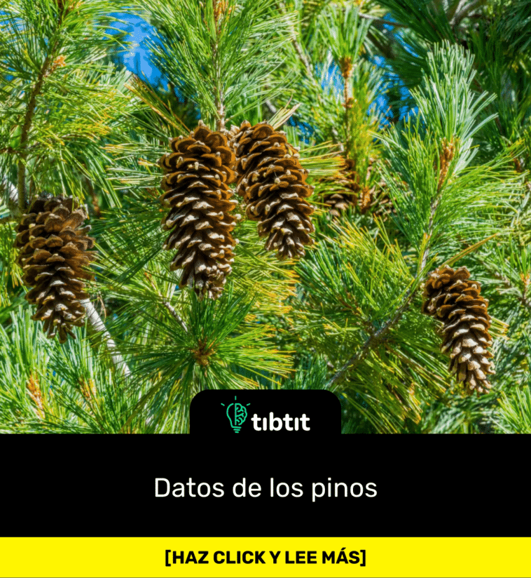 Datos de los pinos