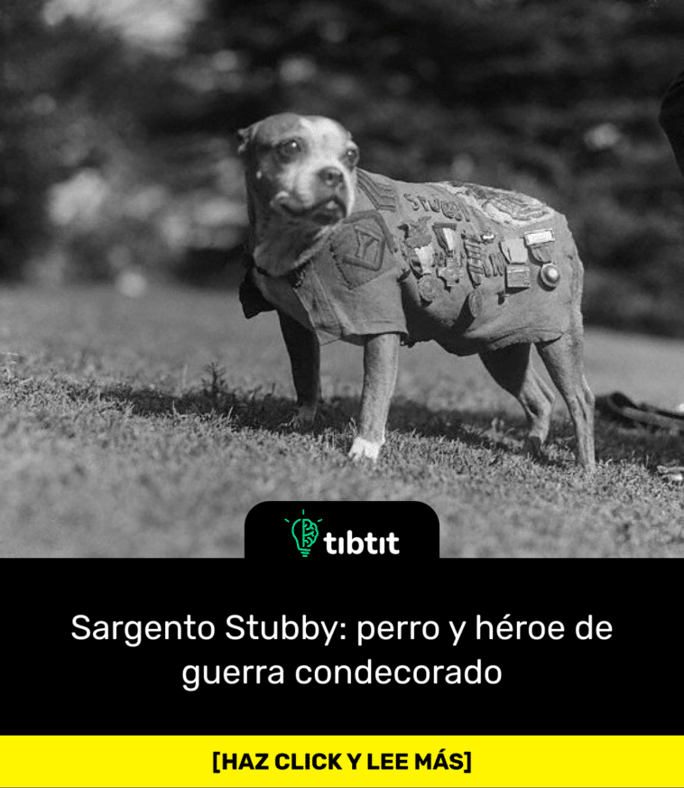 Sargento Stubby: perro y héroe de guerra condecorado