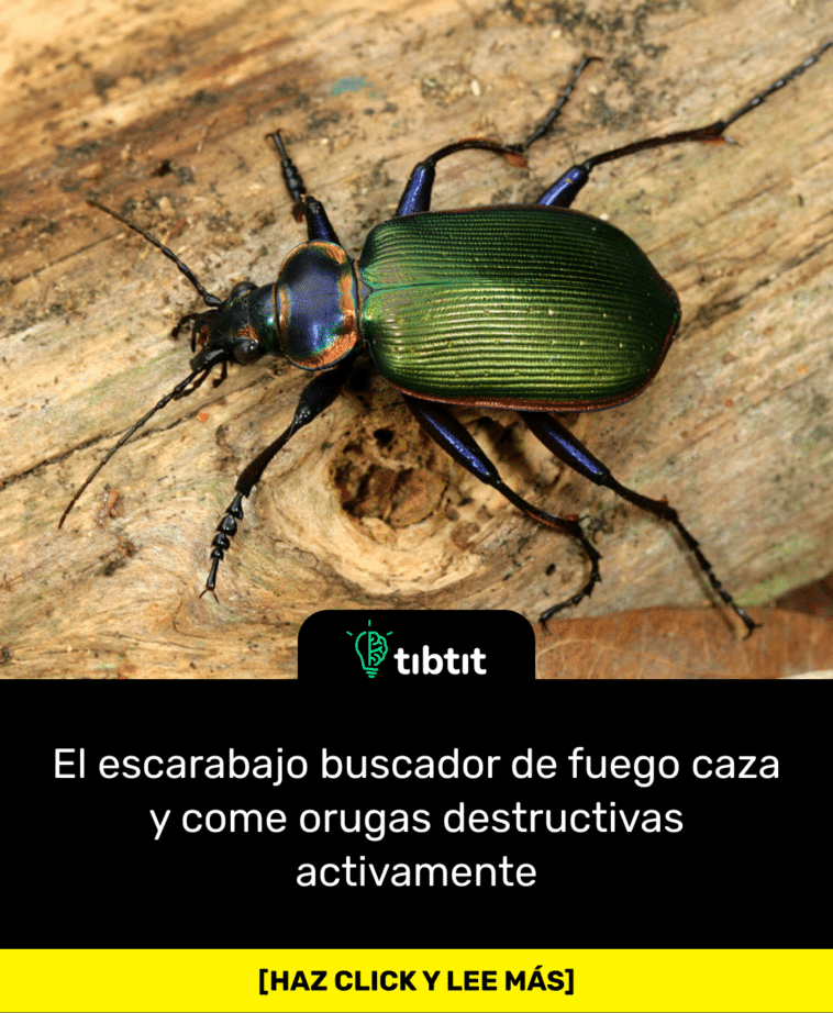 El escarabajo buscador de fuego caza y come orugas destructivas activamente