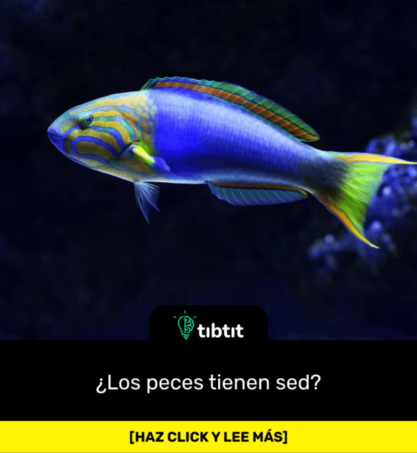¿Los peces tienen sed?