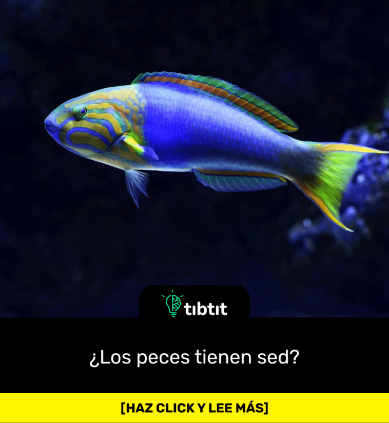¿Los peces tienen sed?