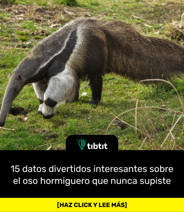 15 datos divertidos interesantes sobre el oso hormiguero que nunca supiste