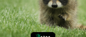 Los 15 mejores datos divertidos sobre los mapaches