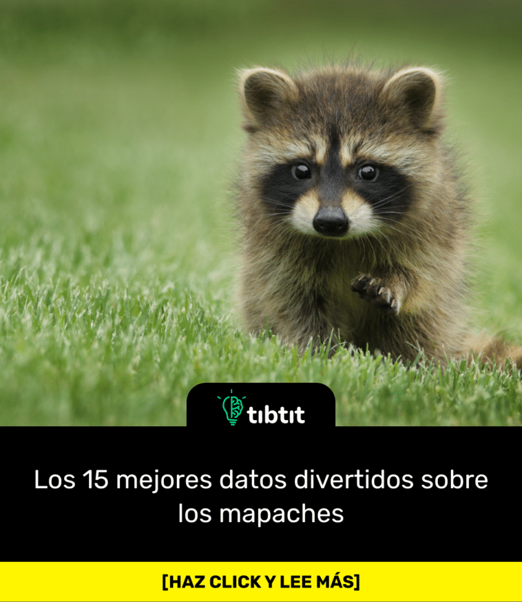 Los 15 mejores datos divertidos sobre los mapaches