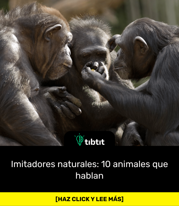 Imitadores naturales: 10 animales que hablan
