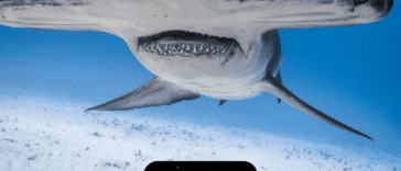 Datos del tiburón martillo