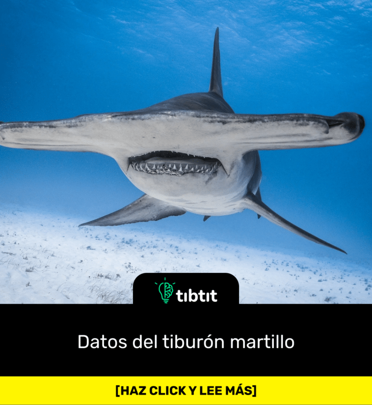 Datos del tiburón martillo