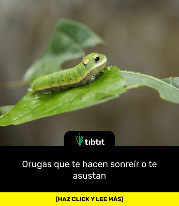 Orugas que te hacen sonreír o te asustan