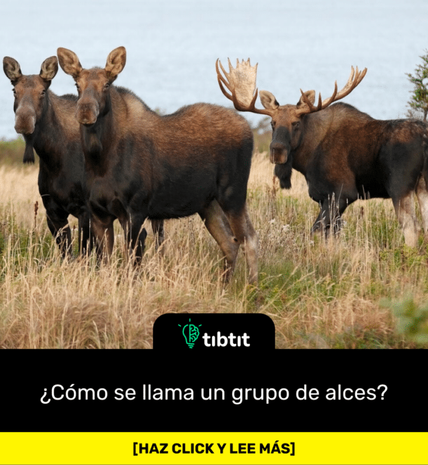 ¿Cómo se llama un grupo de alces?