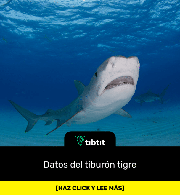 Datos del tiburón tigre