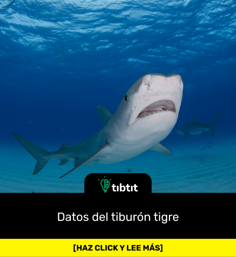 Datos del tiburón tigre