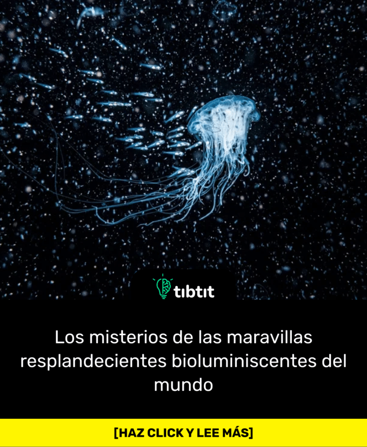Los misterios de las maravillas resplandecientes bioluminiscentes del mundo