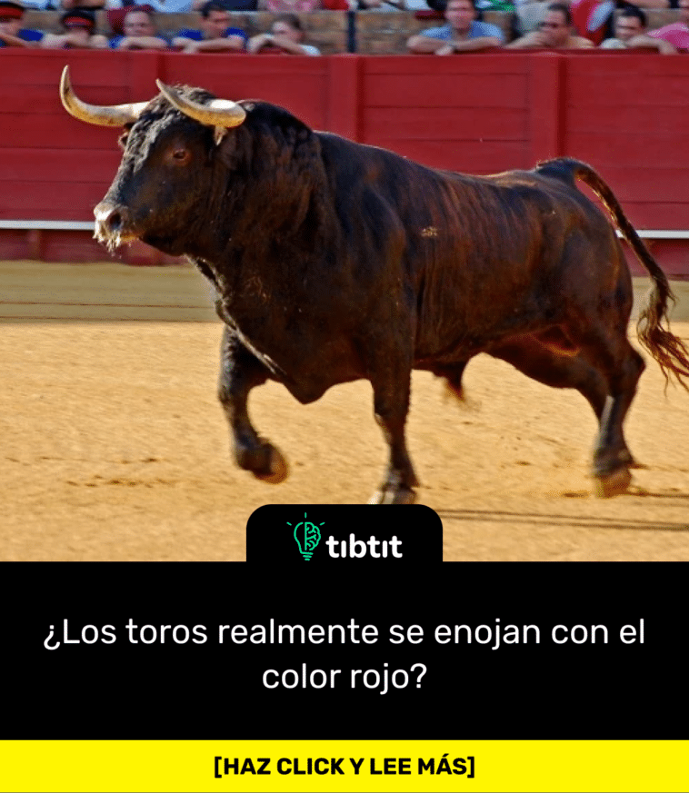 Psychology Today San Diego Zoo Slate West Texas A&M University Healthline Science ABC Live Science Wikipedia - Portuguese Bullfighting Tourism Madrid Wikipedia - Spanish Bullfighting Spain Traveller Andalucia.com Euro News ¿Los toros realmente se enojan con el color rojo?