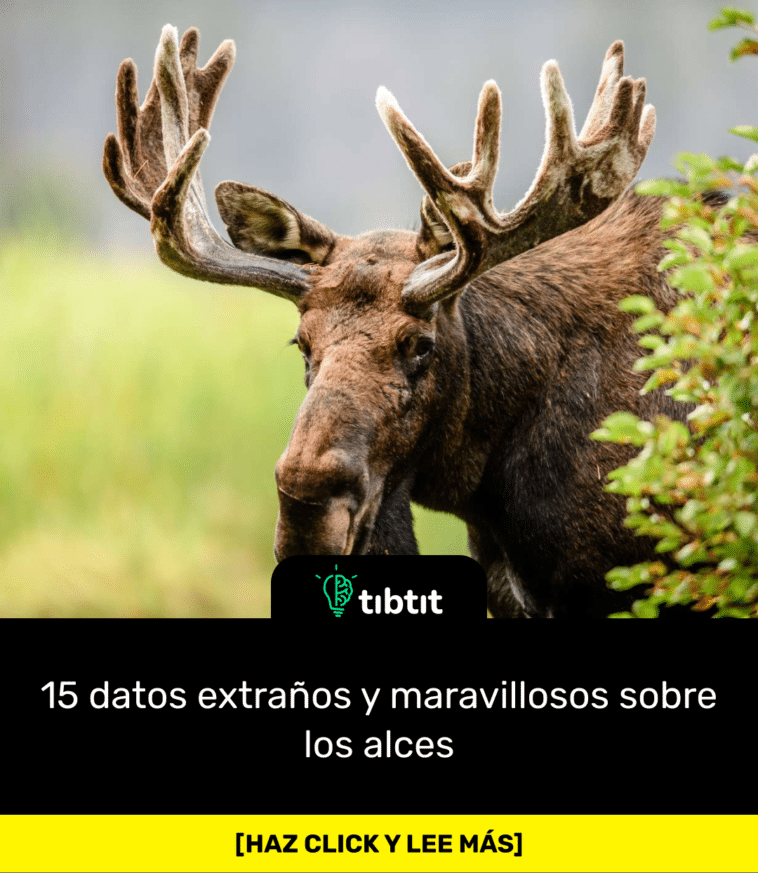 15 datos extraños y maravillosos sobre los alces