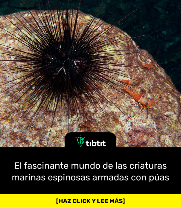 El fascinante mundo de las criaturas marinas espinosas armadas con púas