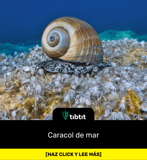 Caracol de mar