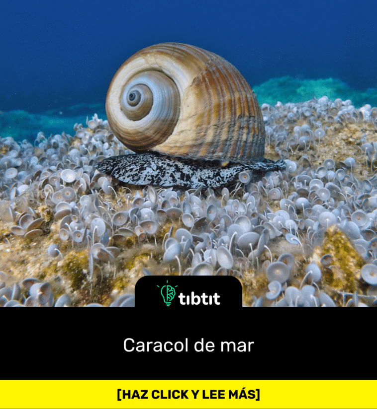Caracol de mar